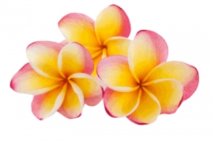 花瓣
