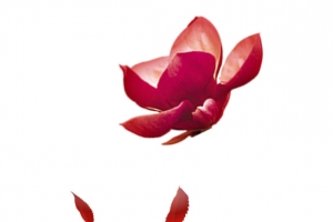 花瓣飘落