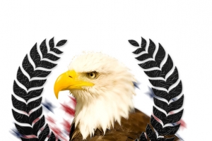 鹰