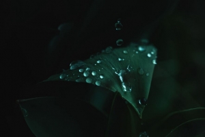 植物 叶子 水滴 绿色 潮湿 宏观 4k壁纸 3840x2160