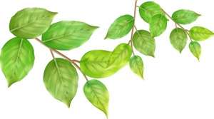 春天清新树叶树枝