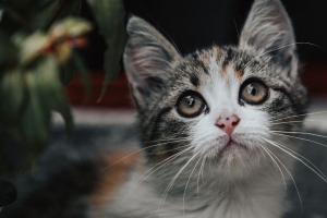 小猫 猫 一瞥 可爱的 4k壁纸 3840x2160