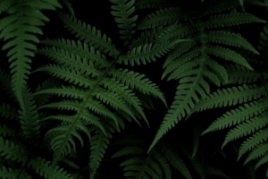 蕨类植物 灌木 绿色 4k壁纸 3840x2160