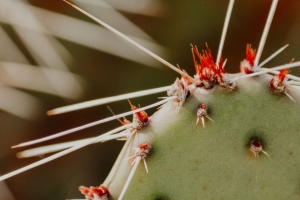 仙人掌 仙人掌 刺 植物 宏观 4k壁纸 3840x2160