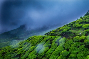 高山茶田背景图
