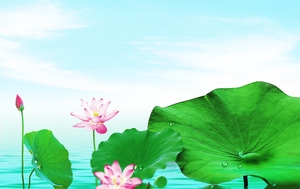 护肤品荷花清新背景banner