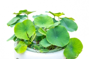 水栽荷花绿植素材