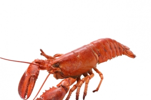 深海大龙虾