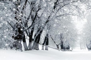 雪中树林海报banner背景