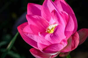 莲花 花 粉红色 花瓣 花蕾 模糊 4k壁纸 3840x2160