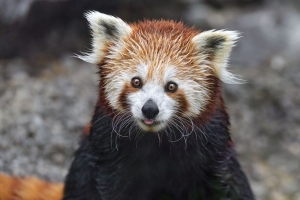 红熊猫 舌头突出 岩石 野生动物 动物 有趣的 4k壁纸 3840x2160
