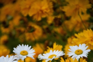 高清秋菊花背景