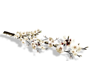 白色小花素材