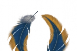 羽毛