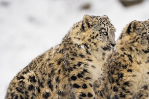 雪豹 大猫 捕食者 冬天 雪 4k壁纸 3840x2160