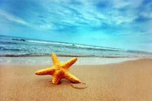 夏季大海创意沙滩海星