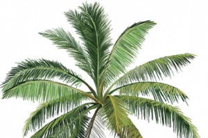 沙滩夏日植物棕树