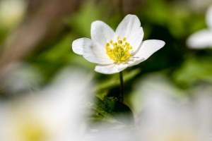海葵 花瓣 花 模糊 宏观 4k壁纸 3840x2160