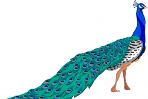 矢量蓝孔雀