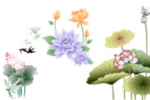 荷花 莲花 佛 禅