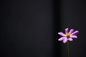 宇宙 花 极简主义 4k壁纸 3840x2160