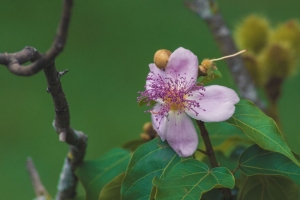 花 紫色 宏 开花 植物 4k壁纸 3840x2160