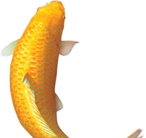 游动的金鳞鲤鱼中秋