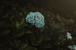 绣球花 花 花序 蓝色 灌木 植物 4k壁纸 3840x2160