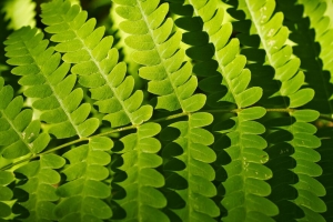 蕨类植物 树叶 阴影 微距 绿色 4k壁纸 3840x2160