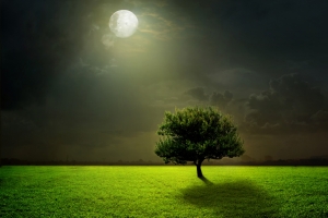 绿色草地 树 云 月亮 夜晚 月光 4K风景壁纸