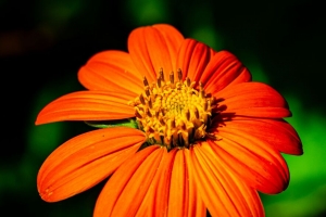  tithonia 花 花瓣 橙色 微距 模糊 4k壁纸 3840x2160