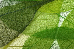 绿色植物纹理图片