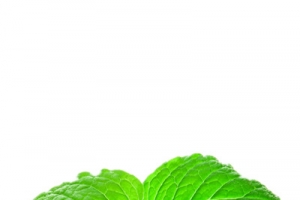 薄荷