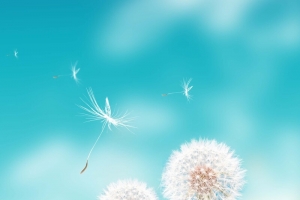 唯美清新蒲公英海报背景模板