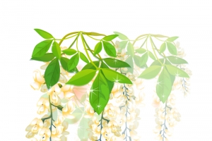 槐花
