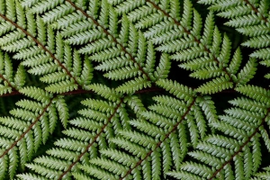 树叶 树枝 蕨类植物 绿色 4k壁纸 3840x2160