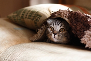 躲在沙发里的猫4k壁纸