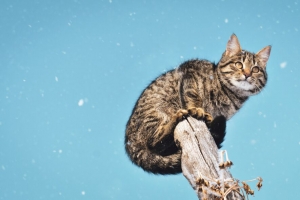 猫 降雪 雪 柱子 4k壁纸 3840x2160