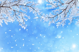 冬天,雪,树枝,雪花,天空背景图片