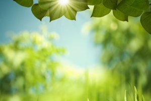 阳光蓝天树叶小红花