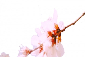 初春桃花