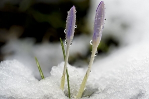 藏红花 花 芽 雪 宏观 4k壁纸 3840x2160