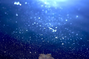 晶莹水面蓝色树叶海报背景