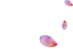 紫色清新花瓣漂浮素材