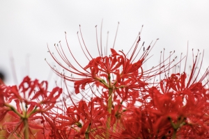 彼岸花植物素材
