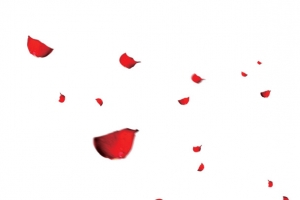 玫瑰花瓣