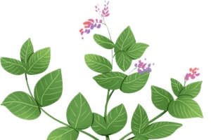 人参草药中医