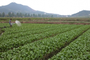 绿色蔬菜种植菜园