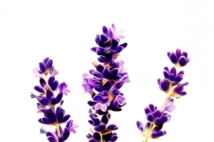 薰衣草