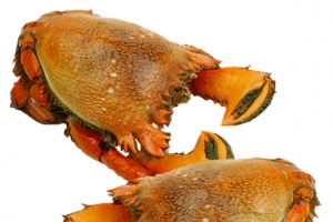 澳洲虎头蟹